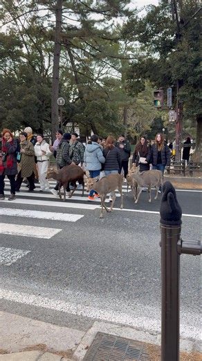 信じられない瞬間🦌😲 奈良の鹿が両側をチェック｜日本・奈良公園の鹿