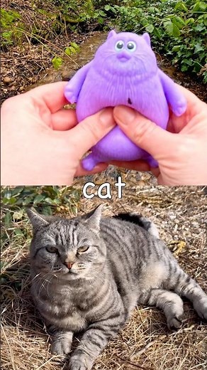 Animal Names | Kids Learn at the Stream: Cat Raccoon Capybara Tiger Bear