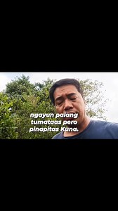 4.8K views · 82 reactions | CALAMANSI farm #lemonsito #citrus #calamansi | AGRI JUAN | Facebook