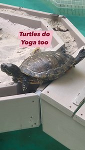 160K views · 1K reactions | Turtle attempts yoga | Emily and Julien | Facebook