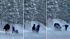 En video: encuentro con alce se vuelve aterrador en tan solo segundos