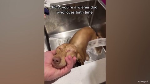 Bath Time Never Gets Easier – Dogs vs. Bath