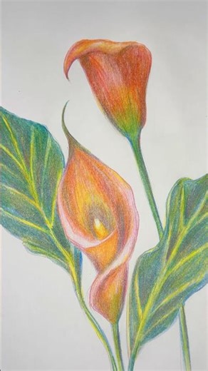 Flowers by cheap colored Pencils #coloredpencils #drawing #arttutorial