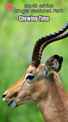 5.3K views · 21 reactions | Wild Animals Eating and Chewing Contest at Kruger National Park in South Africa. #southafrica #krugernationalpark #giraffe #baboon #kudu #safari #travel #wildlife #travelgram #visitsouthafrica #africansafari #explorepage #trendingvideos #viral #wildlifephotography | Madbookings - Travel Experts in Africa & Asia | Facebook