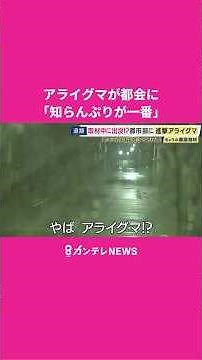 ↓フル動画もチェック↓都市部に迫るアライグマの脅威 もし街中で遭遇したらどうすれば？ #カンテレ #ニュース #news #クマ #アライグマ #動物