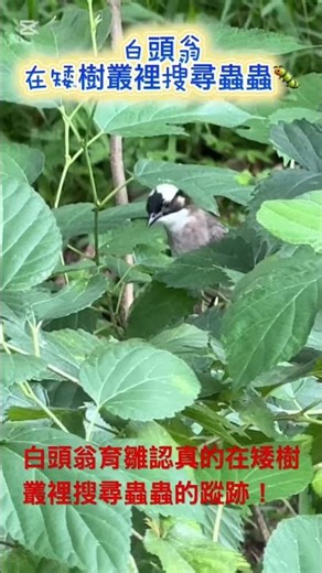 白頭翁育雛認真的在矮樹叢裡搜尋蟲蟲的蹤跡！ #生態 #birds #birdsong #自然 #觀鳥 #白頭翁 #青年公園