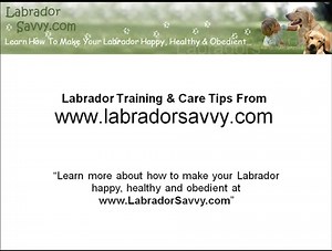 Three Important Labrador Training Tips Every Owner Must Know