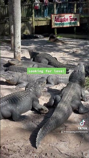 Alligator Sounds: the American alligators are bellowing more with spring on the way #alligatorfarm