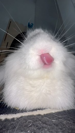 Ernest Phiri | Bunny teeth purring & chewing ASMR - Rabbits often softly grind their teeth when relaxing & extremely content. | Instagram