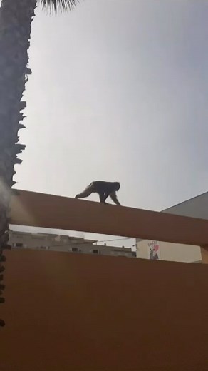 🐒Un mono de Gibraltar 🇬🇧 ha sido encontrado esta mañana en los alrededores de un Instituto de La Linea. Por motivos que se desconocen, este mono ha conseguido saltar la frontera. #Mono #radiopuerto #noticiascuriosas | Radio Puerto