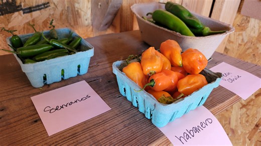 Lubbock-area farmers, growers tout benefits of eating local, feeding others. Here's how.