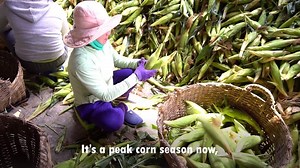 Introducing the headquarters of corn in southern Vietnam. | VnExpress International