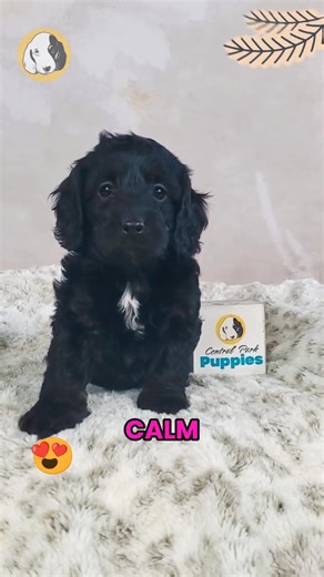 Say hello to Sasha, the F1b Cockapoo girl with soft curls, warm eyes, and a heart full of love! 🐾🤍 Hypoallergenic, affectionate, and full of gentle charm, Sasha is the perfect companion for cozy cuddles and playful moments alike. She’s sweet, loyal, and always happy to be by your side — whether it’s nap time, playtime, or simply soaking up all the love. Sasha is ready to make your home her forever happy place. 🐶✨ Comes with: ✅ Direct Home Delivery ✅ 24/7 Lifetime Vet Support ✅ Microchip & Hea