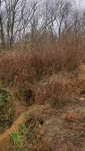 7.3K views · 183 reactions | My role in Guided Rabbit hunts provided by Catrons Kennel involves keeping clients focused on optimal locations and tracking the rabbit's movement. | Catron's Kennel | Facebook