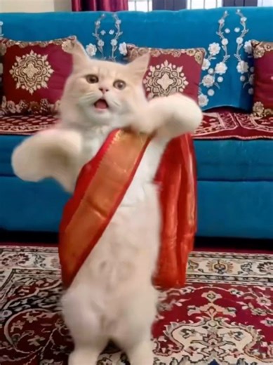 kucing dance. #dance #catsoftiktok #fyp #cat #viralvideo