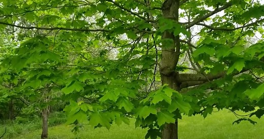 Intro to Trees of Indiana: Black Maple