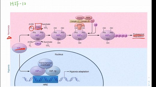 HIF-1a 缺氧诱导因子 缺氧反应