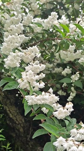 마치 눈송이가 내려 앉은듯.. 만첩빈도리꽃 #healing #nature #garden #flowers