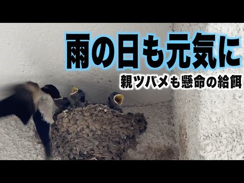 雨の日も元気に 親ツバメも懸命の給餌【ツバメ観察2024年第1期】