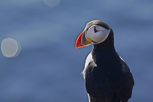 Puffin Watching Tours from Reykjavík