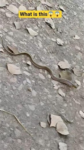 Aaj collage me mila ek ajeeb snake 😱😱😱 || #viral