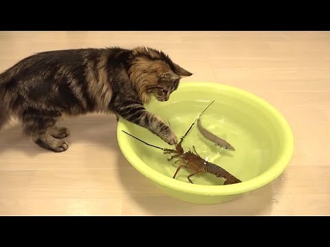 Cats Vs Shrimp