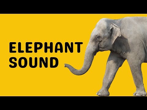 Elephant Sound | Trumpet