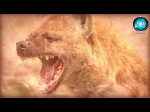 A PAINFUL AND UNIQUE PROCESS OF HYENA BIRTH. THIS IS A CAN'T MISS EPISODE... #wildlife #hyenafacts