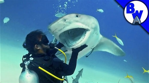 Inside a tiger shark encounter