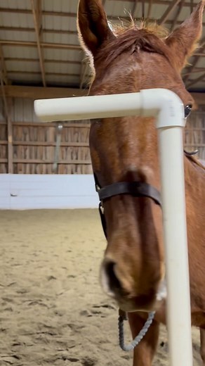 Desensitizing Ruby to multiple therapeutic riding games with join up in between. #MakingADifference #EquineAssistedServices #EquineCare #TherapeuticTrainingCandidate #TherapeuticRiding #Desensitization #BetterTogether #HorsesHelpingHumans #TransformingLives | Flying Free Therapeutic Riding Center, Inc. | Facebook