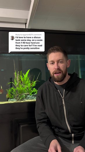 Discus Fish Care Guide: Tips and Expert Advice for Beginners