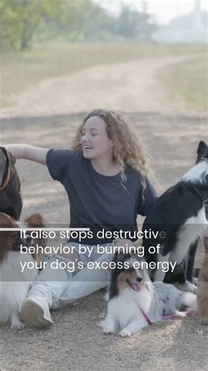 Daily Dog Walking: 3 Health Benefits for You & Your Pet #Shorts