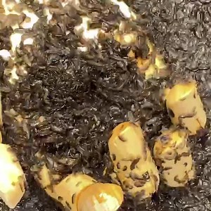 Make your saltwater aquarium HAPPY! 🤣🤣 This starter refugium kit has exactly what you need - 1000 pods & a dime size piece of Chaeto to jump start your plant growth! 🔥🔥🔥 Only 39.99 - Shipped Free! 🔥🔥🔥 Fish love to snack and AQD’s pods are the juiciest ocean snack you can give your fish. They are reef fish’s favourite food and are a natural part of the ocean food chain. Your fish will thank you will constant energy, health and activity. Buy our pack of 1000 pods that are shipped using the