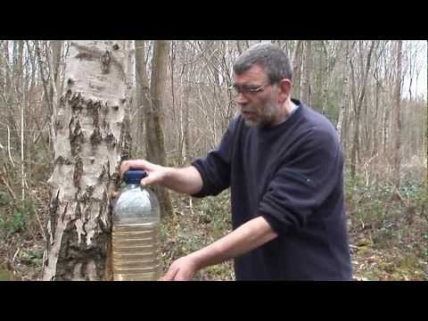 how to tap a birch tree using turned oak heartwood tap