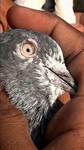 Mari Manzil Hain Kaha #trending #pigeon #viral #kabootar