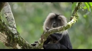 Video of rare lion-tailed monkey found in Western Ghats goes viral