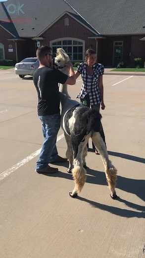 169K views · 2.6K reactions | Of course she is salvagable! Every human & animal deserves care! Thankful Im able to do this work & bring chiropractic care to many who need it. #facebookdoc #chiropractic #chiropracticadjustment #chiropractor #animalchiropractic #explore | Oklahoma Chiropractic | Facebook