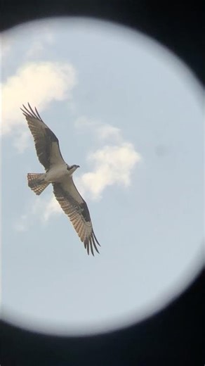 An Osprey (Pandion haliaetus) surveys a golf course’s lake in Virginia (March 21, 2026) #wildlife