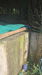 88K views · 1.5K reactions | Share ko lang control valve ng water tank namin #SABATTLECOCKLAGIKANGLAMANG #emmanuelfeeds #TuloyTuloyLang #Godiswithus #HappyFarming | DaddyMoto | Facebook