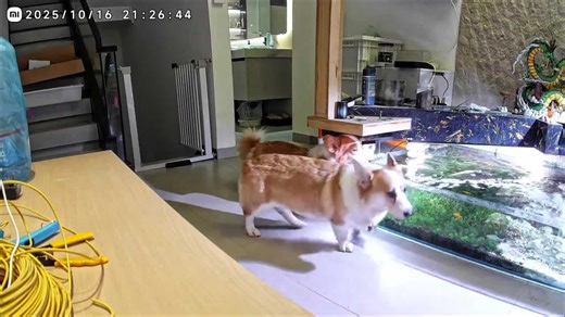 Mischievous corgi falls into aquarium while drinking water in Guangdong, China