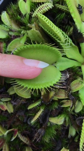 Abonne-toi pour plus de plantes carnivores 💚🌱 #plante #dionaea #horreur #nature #naturelover #vege #vegan #vegetarian #serpent #mignon #chaton #fyp