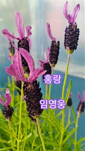 #임영웅#홍랑#아름다운풍경 #감성발라드 #힐링영상 #감성트롯 #flowers #힐링음악 #트로트 #nature