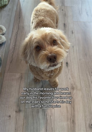 Why Dogs Howl When Happy: Understanding Your Pet