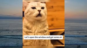 Get ready for a rollercoaster of laughter as these furry felines take center stage in the ultimate comedy show! 🐱😂 Watch in awe as these hilarious cats unleash their playful antics, leaving you in stitches! Can you resist the urge to burst into laughter? Take the challenge and join the fun now! Don't miss out on the purr-fect dose of joy – hit play and let the laughter therapy begin! 😹🎉 #CrazyCats #LaughOutLoud #CatComedy #CatComedyCraze #LOLcats #KittyLaughs #FunnyFelineFiesta #PurrfectionI