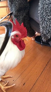 22K views · 470 reactions | Koji Gets Angry On Zip Coat! 藍 #fyp...