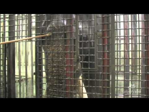 A Day with the Elephants at the Calgary Zoo