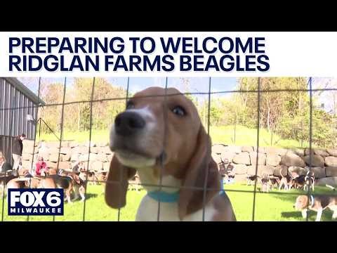 Ridglan Farms beagles: HAWS adoption special to make space | FOX6 News Milwaukee