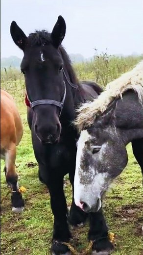 Stallion Takes Away Mare 🐎 | Powerful Horse Dominance & Herd Drama