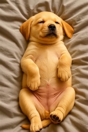 Bella the Yellow Labrador Retriever Puppy Has a Puppy Nightmare 😴💭🐾