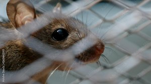 rat traped in mousetrap